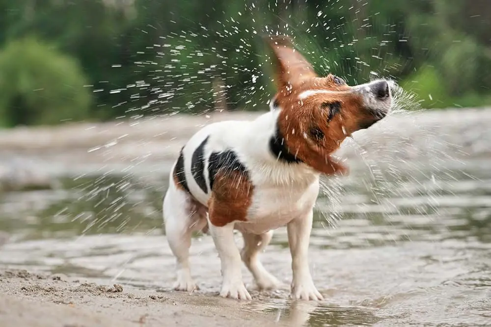 Allergie e Sensibilita