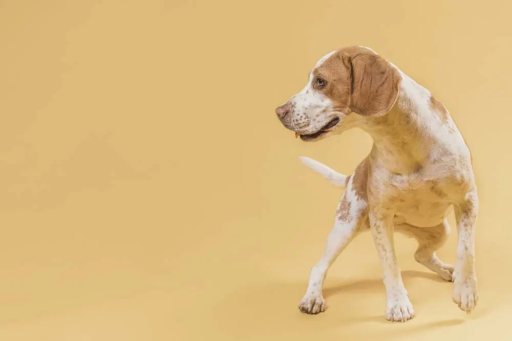 American english coonhound. Caractéristiques, caractère et soins