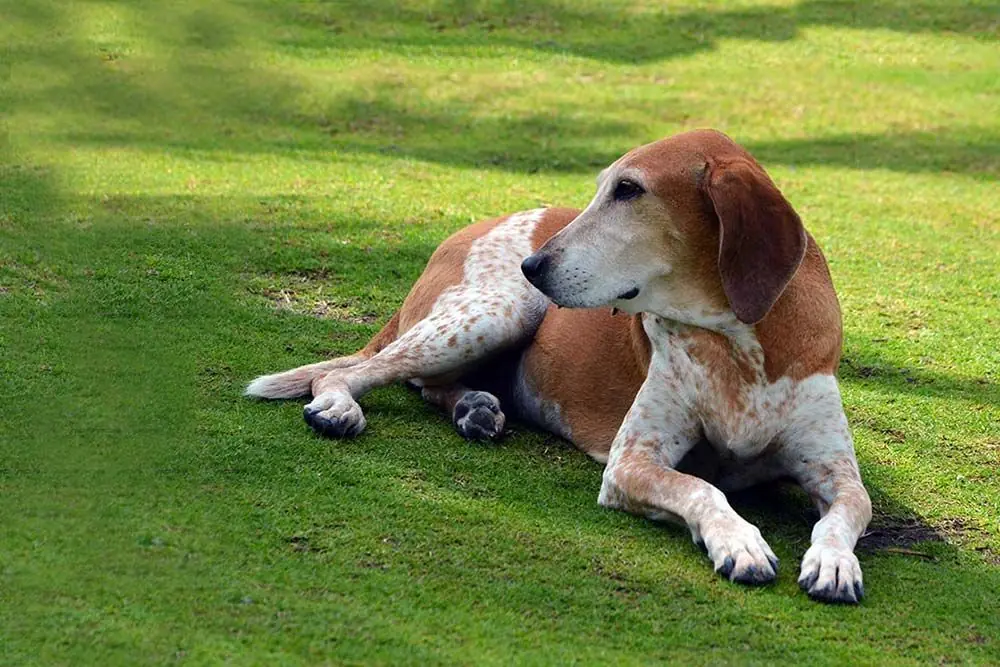 American English coonhound: características, cuidados, alimentación y carácter:
