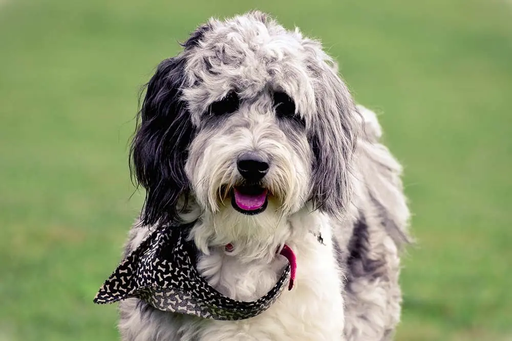 Aussiedoodle aussiepoo caracter