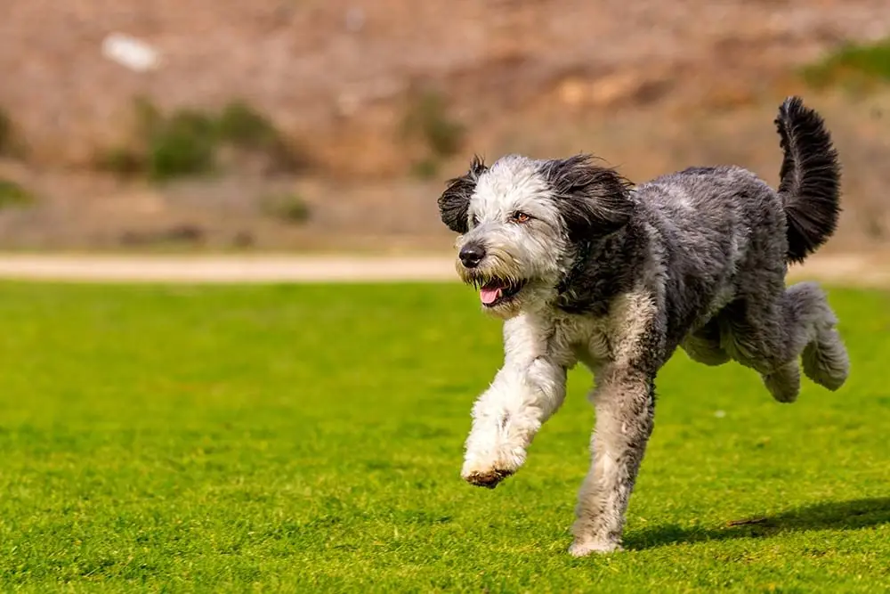 Aussiedoodle o aussiepoo: características, cuidados, alimentación y carácter