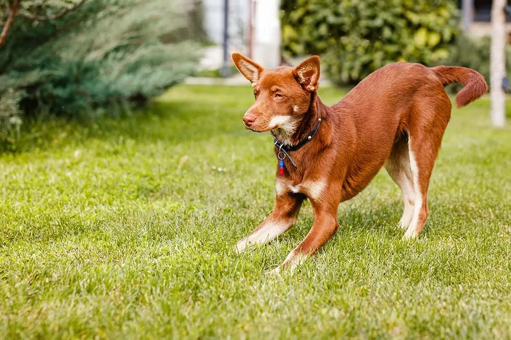 Australian Kelpie: caratteristiche, cura, alimentazione e carattere
