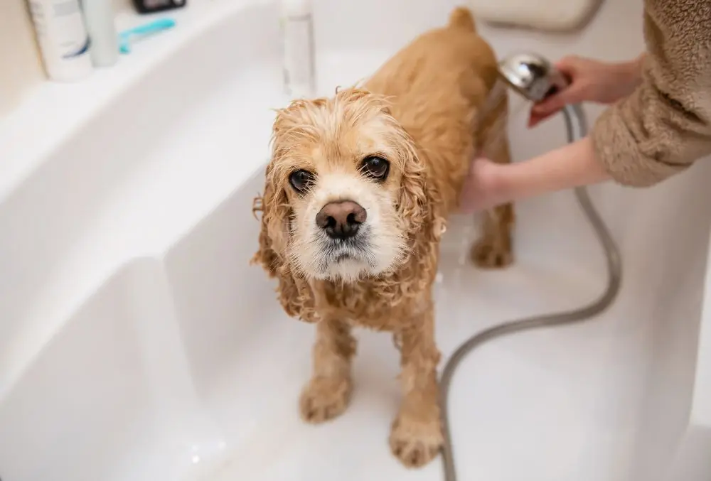 Banando a perros con miedo al agua