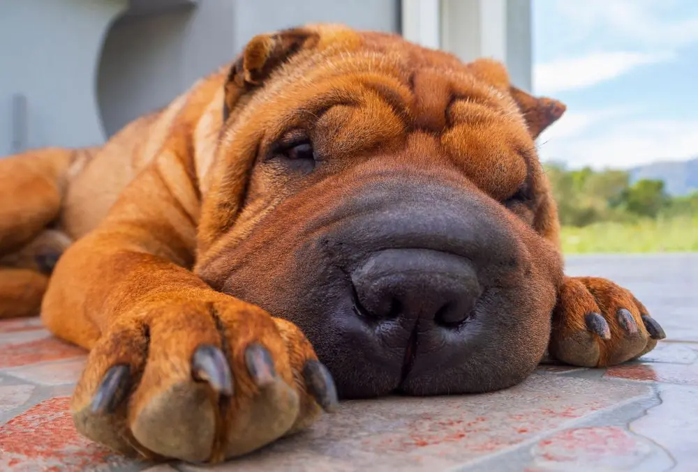 Banando a perros con piel sensible