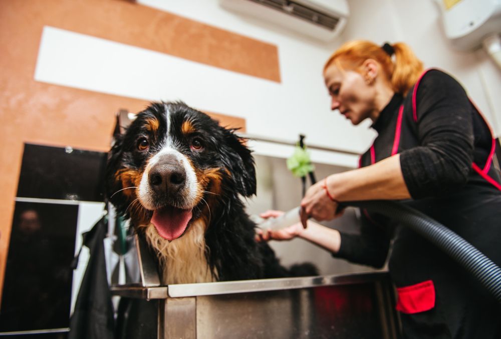 Banando a perros de gran tamaño