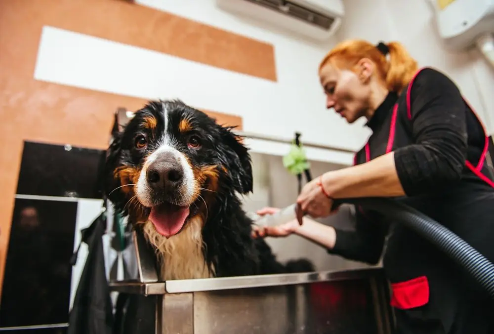 Banando a perros de gran tamaño