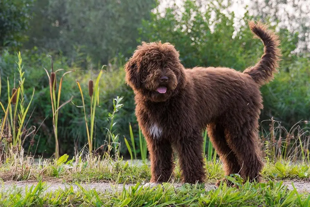 Barbet o perro de agua francés: características, cuidados, alimentación y carácter
