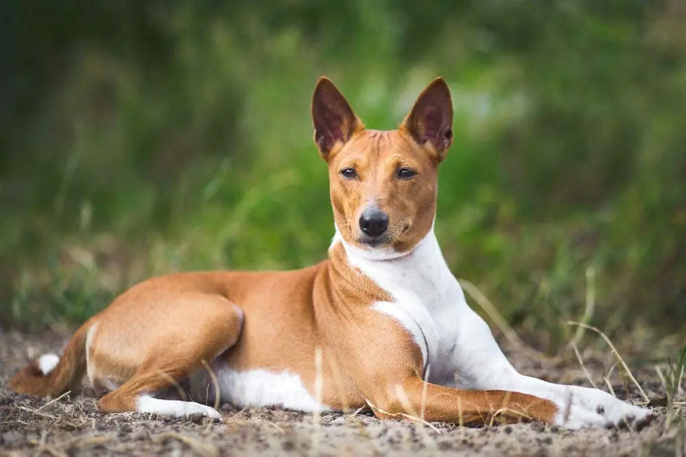 Basenji: caratteristiche, cura, alimentazione e carattere