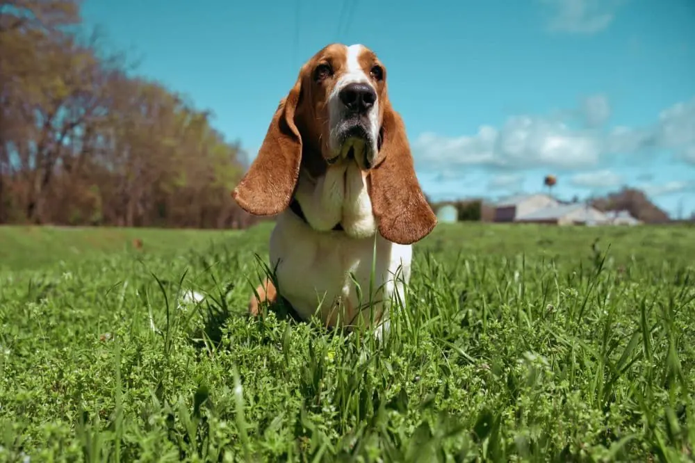Basset Hound
