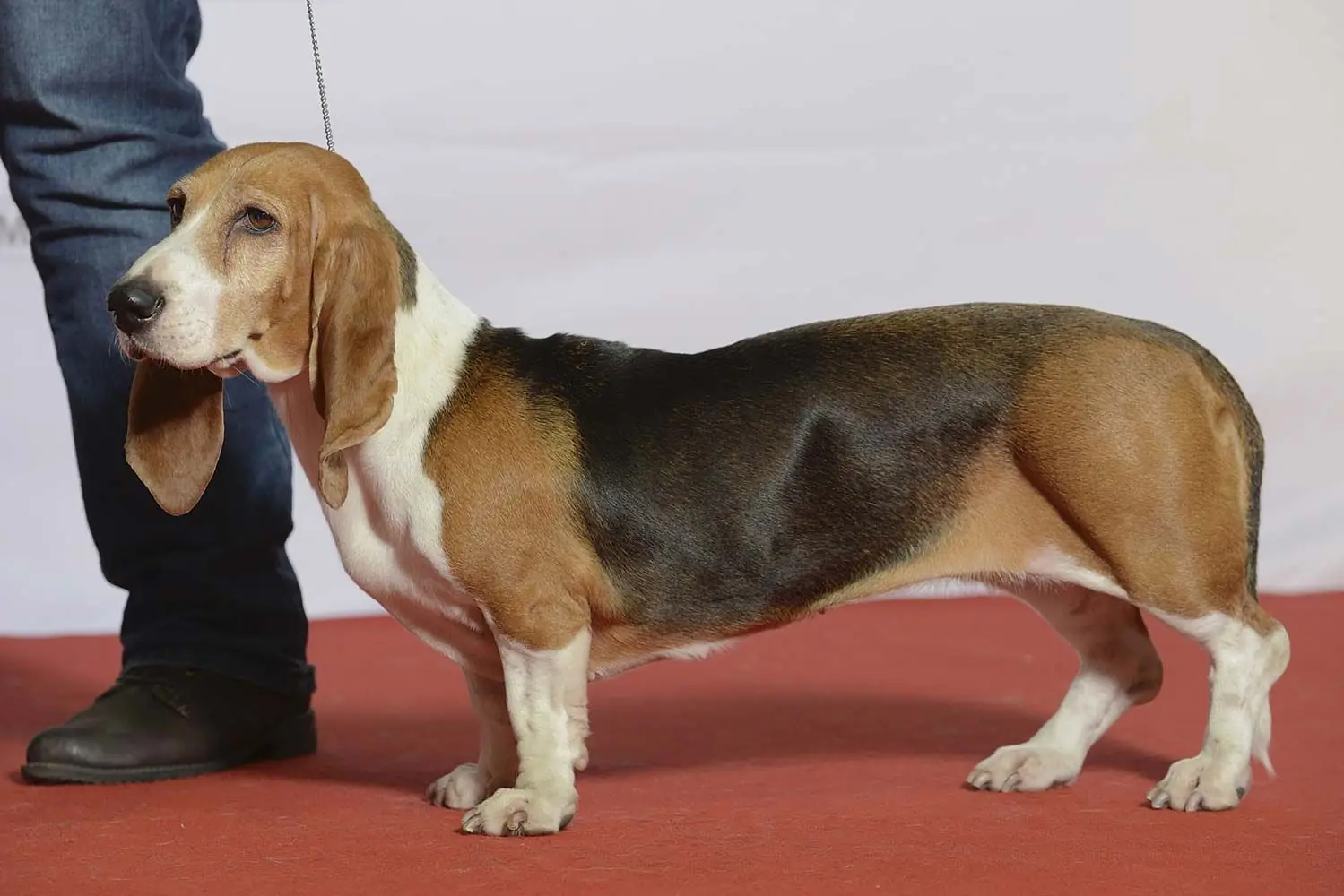 Basset artesiano normando socializacion