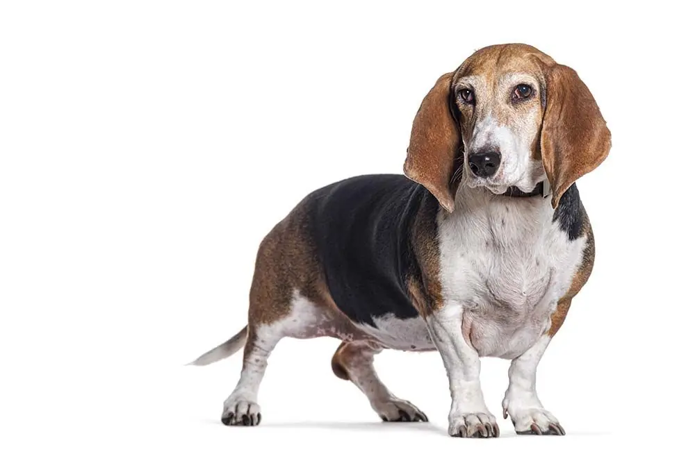 Basset artesiano normanno o basset artesiano di Normandia: caratteristiche, cura, alimentazione e carattere