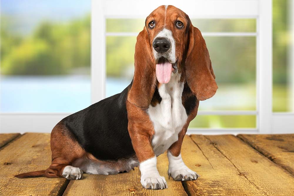 Basset hound