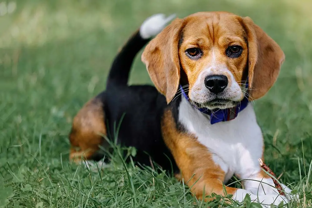 Beagle: Caratteristiche, Cure e Temperamento