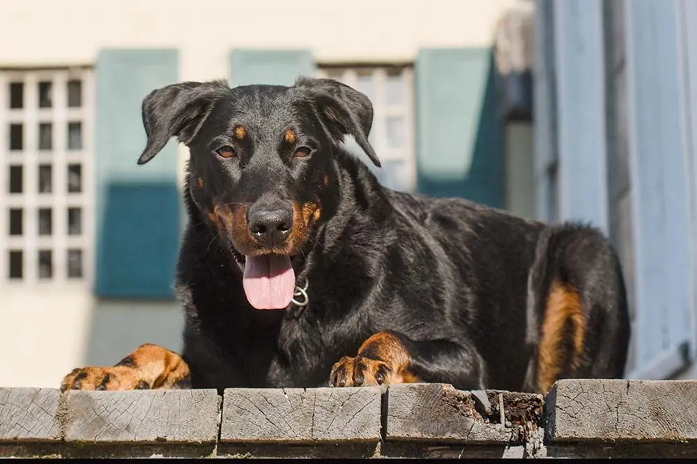 Beauceron Quali cure non dovresti dimenticare