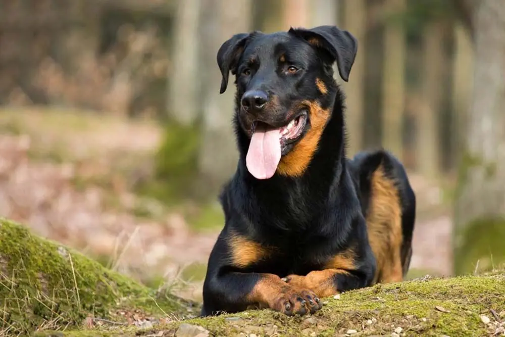 Beauceron o pastore de Beauce: caratteristiche, cura, alimentazione e carattere