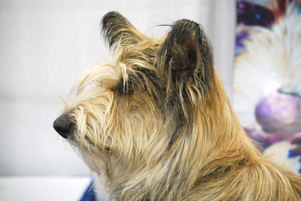 Berger de Picardie alimentacion