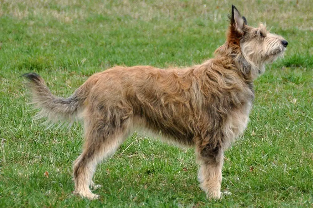 Berger de Picardie: características, cuidados, alimentación y carácter
