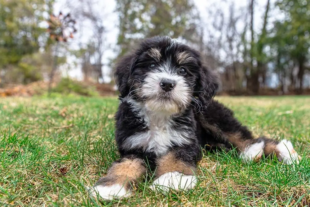 Bernedoodle: caratteristiche, cura, alimentazione e carattere