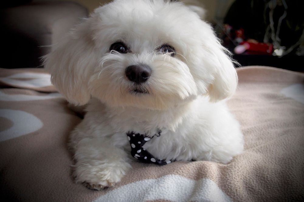 Pequeño Bichón Maltés descansando sobre un mueble.