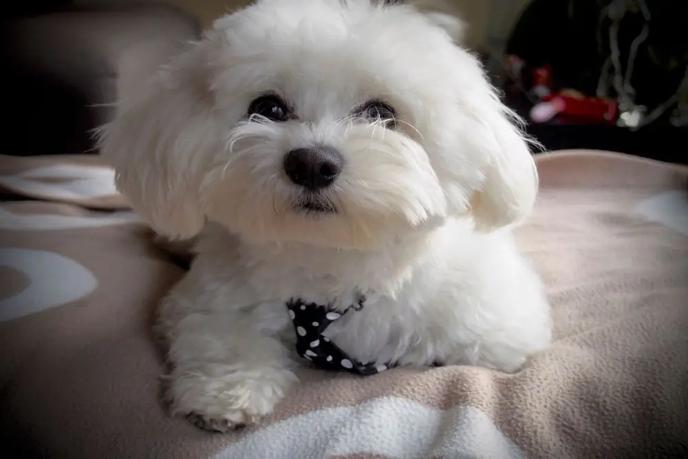 Pequeño Bichón Maltés descansando sobre un mueble.