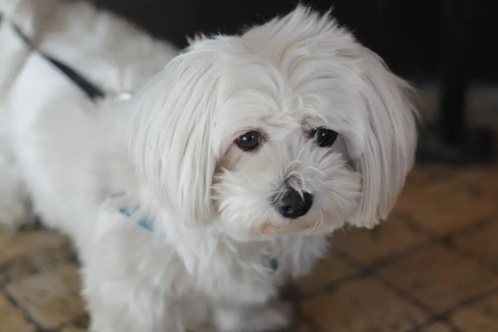 Bichón Maltés listo para un paseo.