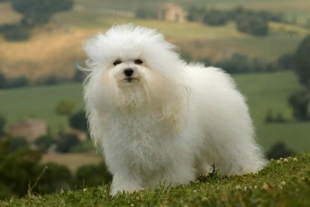 Bichon bolognese: caratteristiche, cura, alimentazione e carattere