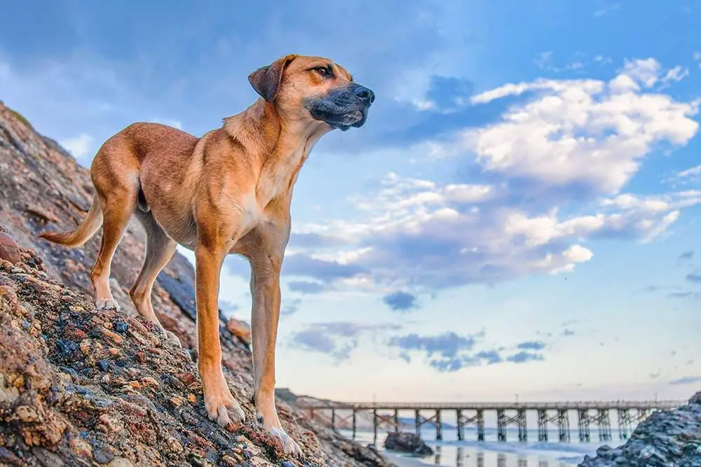 Black Mouth Cur: caratteristiche, cura, alimentazione e carattere
