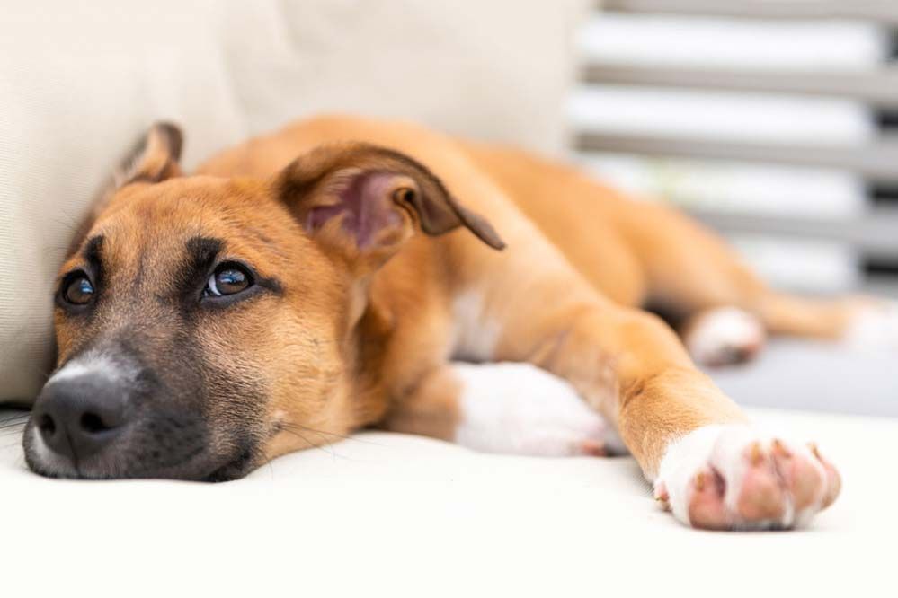 Black Mouth Cur cure essenziali