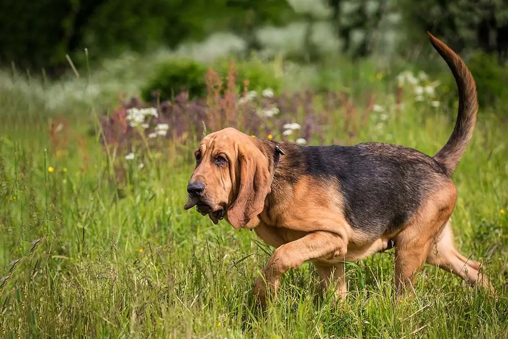 Bloodhound o perro de San Huberto: características, cuidados, alimentación y carácter
