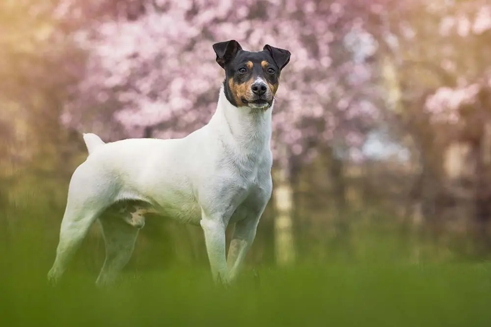 Bodeguero andaluz o ratonero andaluz: caratteristiche, cura, alimentazione e carattere