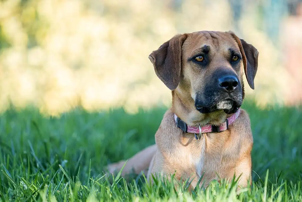 Boerboel: caratteristiche, cura, alimentazione e carattere