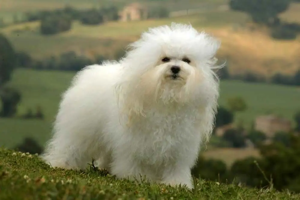 Bolognese un cane della nobilita