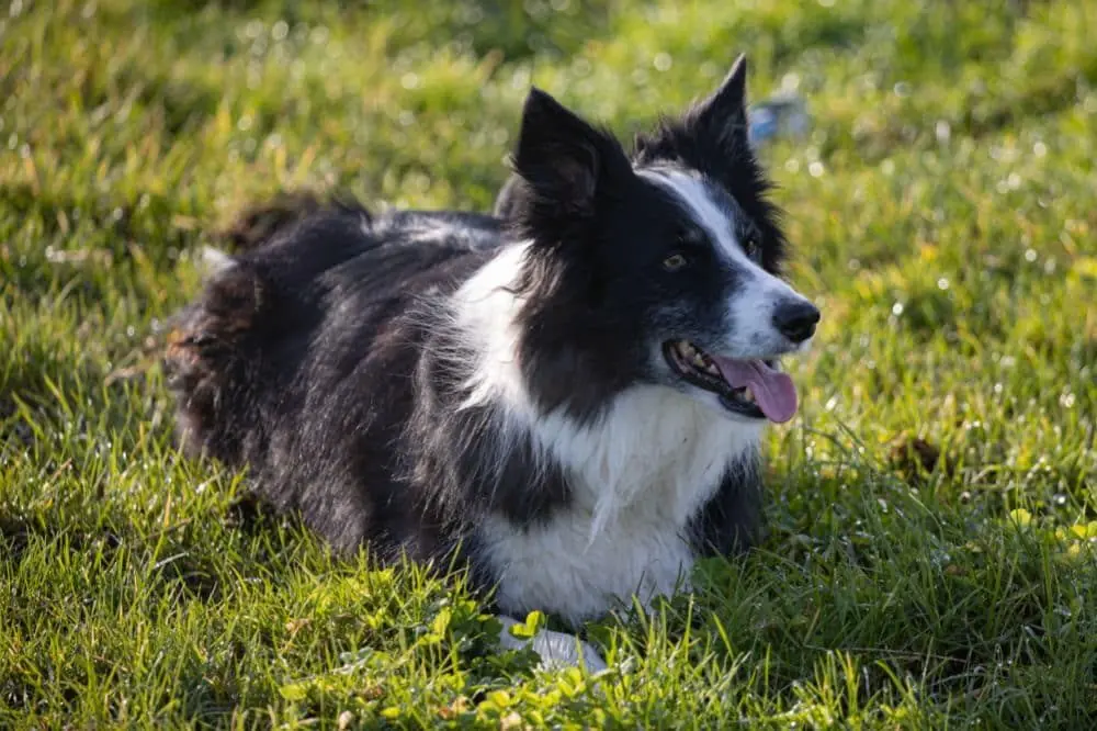 Border Collie