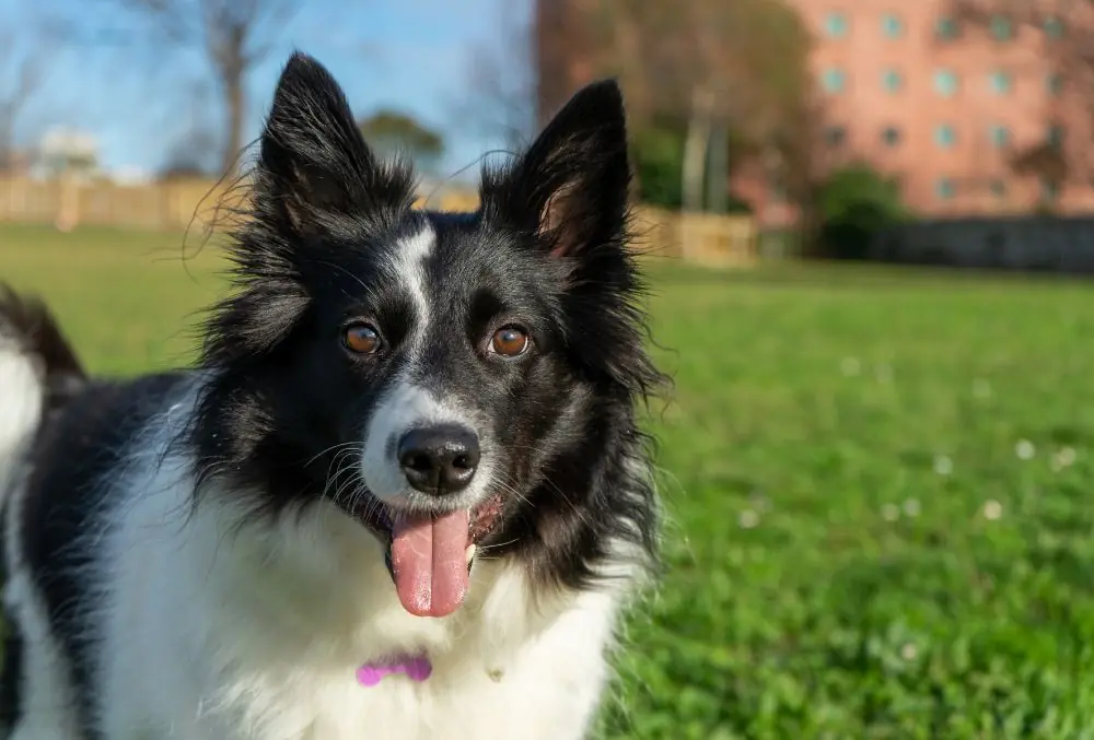 Border Collie