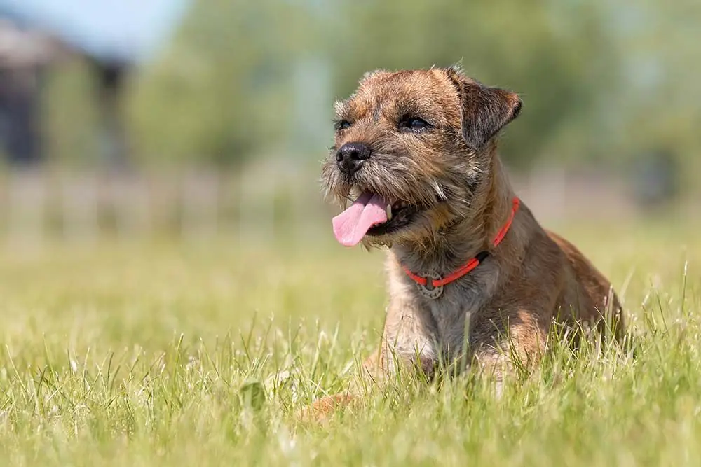 Border Terrier: caratteristiche, cura, alimentazione e carattere