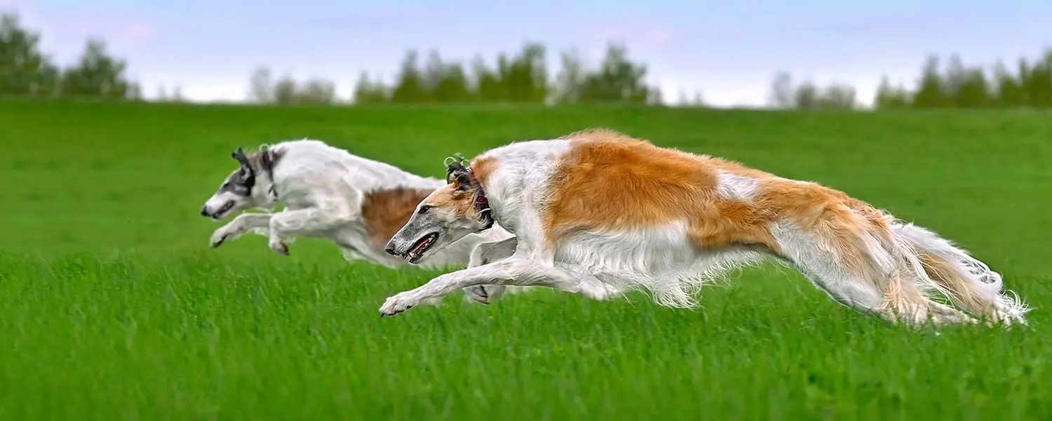Descubre al magnífico galgo ruso: características, personalidad y cuidados