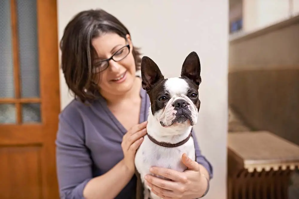 Boston terrier
