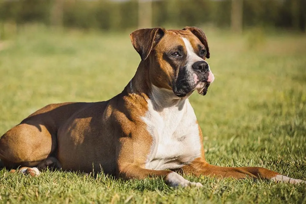 Bóxer: características, cuidados, alimentación y carácter