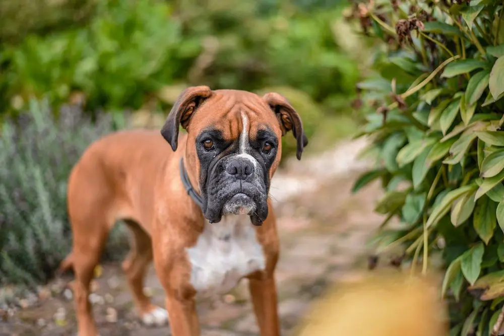 Perro Boxer disfrutando al aire libre.