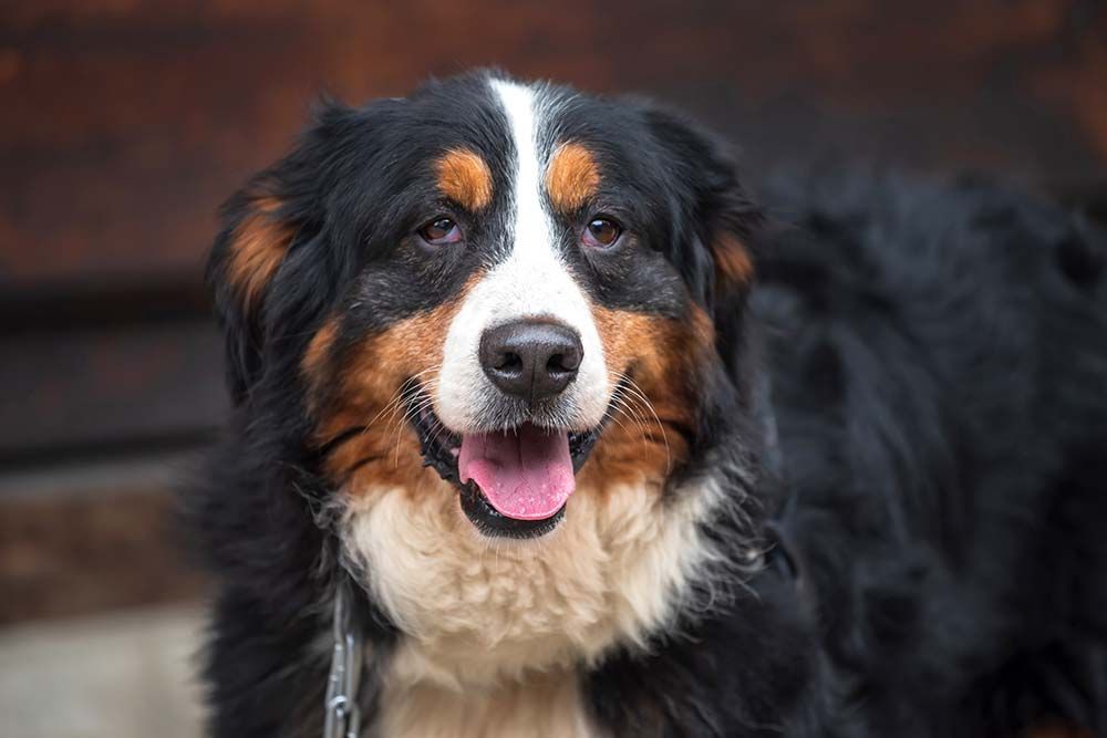 Boyero de berna problemas