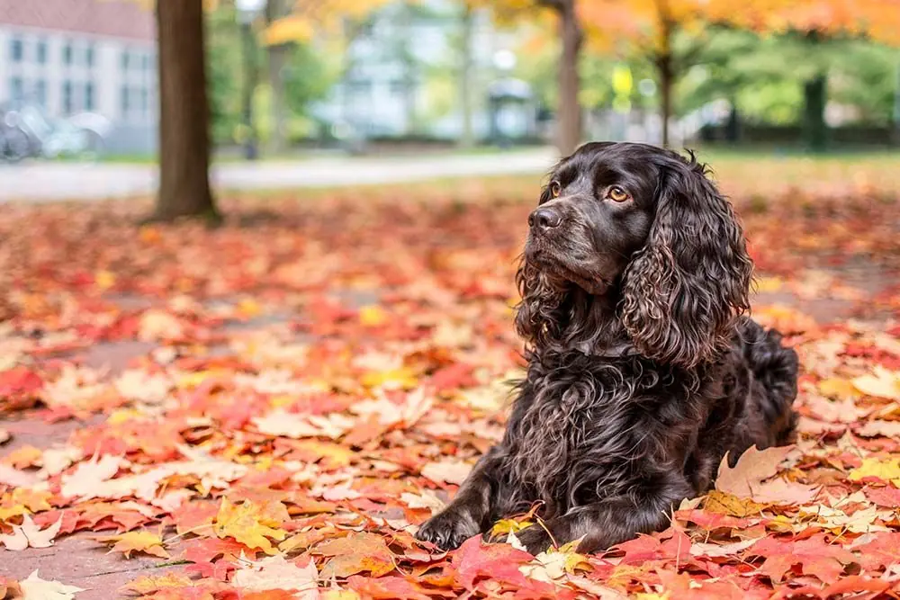 Boykin spaniel: características, cuidados, alimentación y carácter