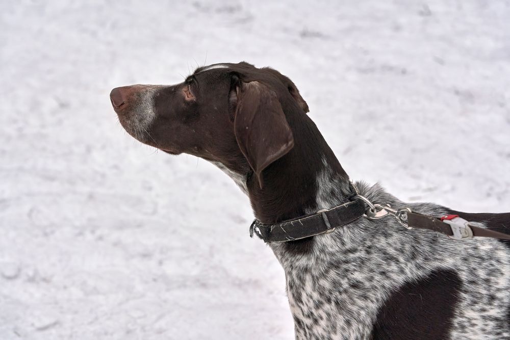 Braco alemán de pelo corto explorando la nieve