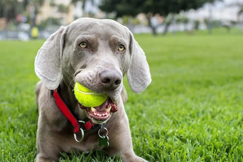 Braco weimar ejercicio