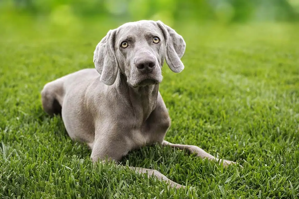 Braco de Weimar o Weimaraner: características, cuidados, alimentación y carácter