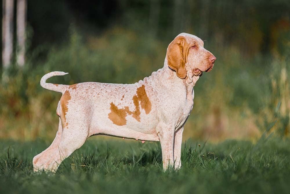 Braque Italien aspect general