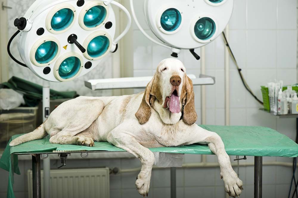 Braque Italien problemes de sante