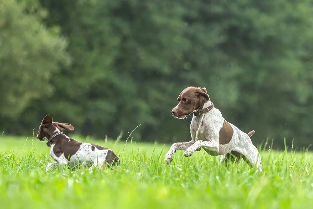 Braque francais Pyrenees et Gascogne entrainement