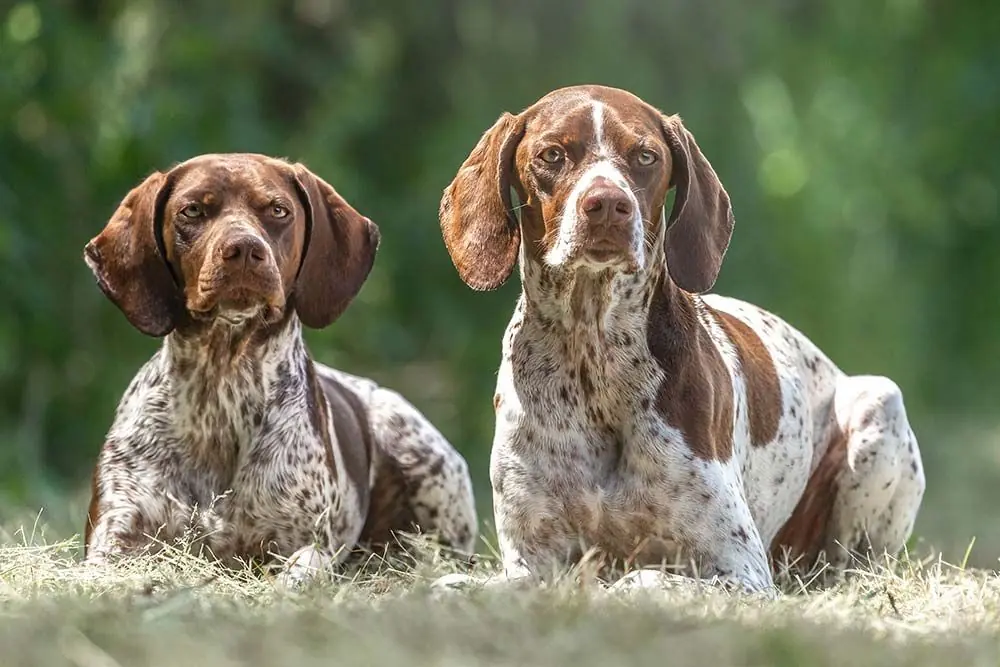 Braque francais Pyrenees et Gascogne temperament