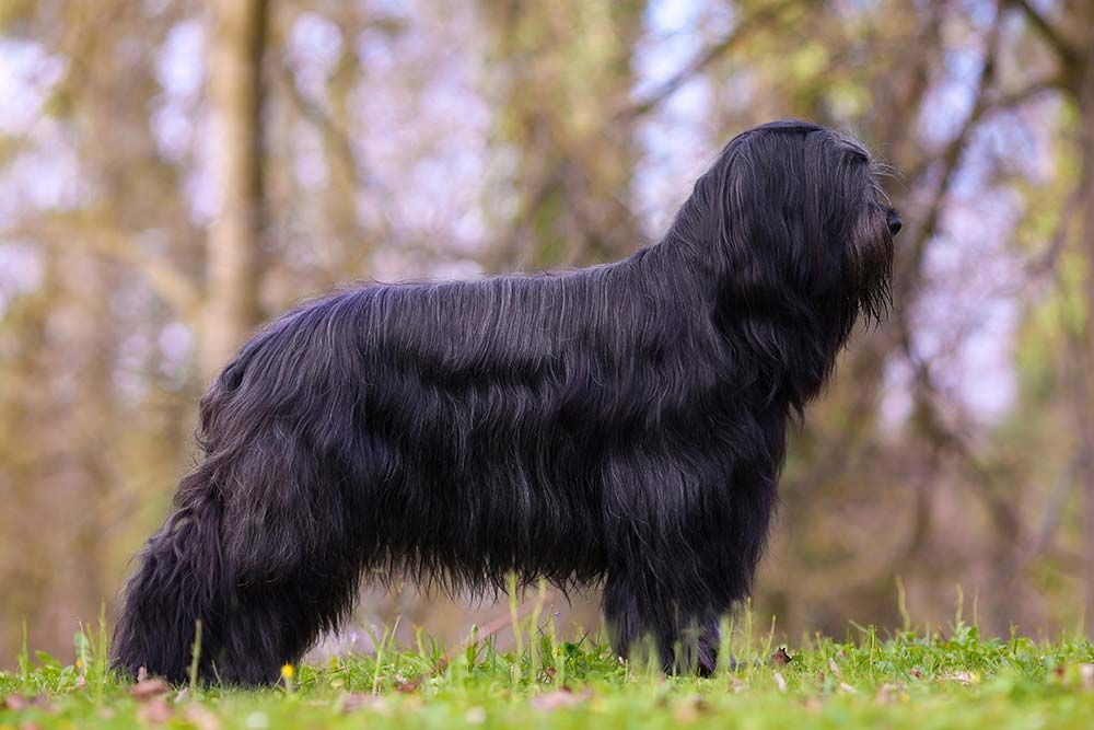 Brie Shepherd principale cure necessarie