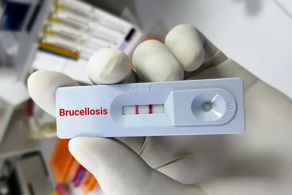 Brucellosi nei cani: contagio, sintomi e trattamento
